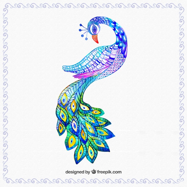 Vector hand painted colorful peacok