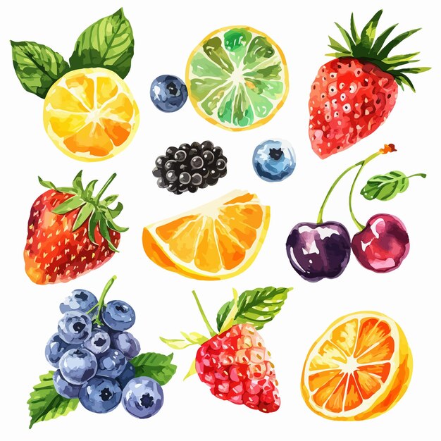 Vector hand painted fruit