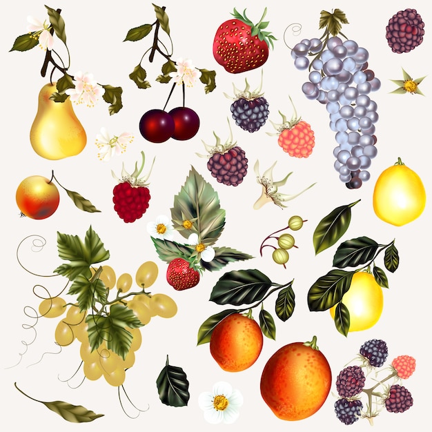 Vector hand painted fruits collection