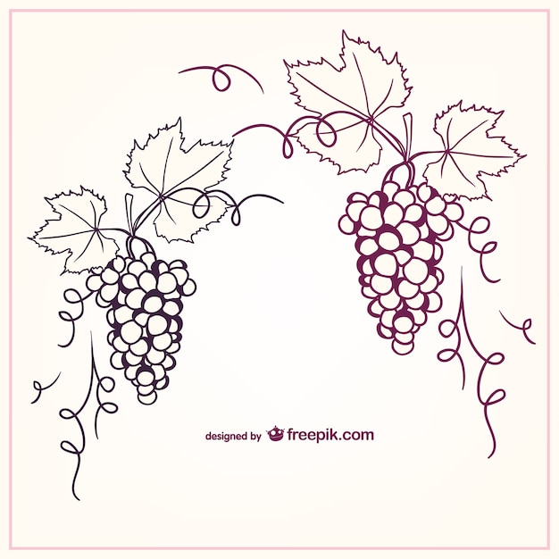 Vector hand painted grapes