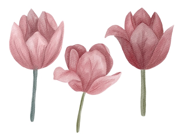 Tulipani rosa acquerello individuali dipinti a mano