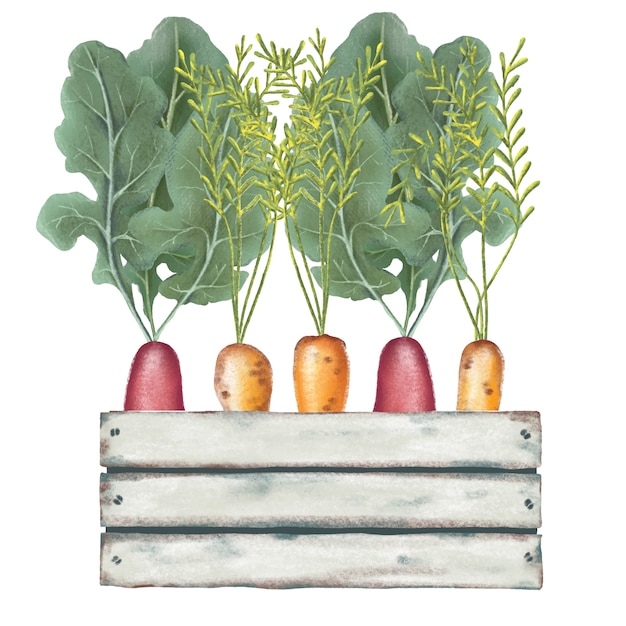 ベクトル 手描きの木製の箱で鉛筆野菜