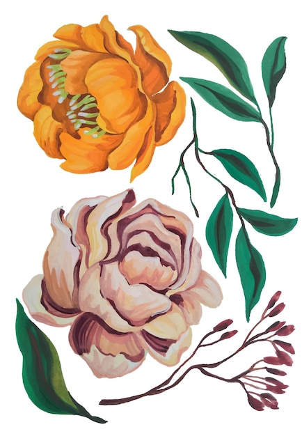 Hand painted peony flower watercolor element