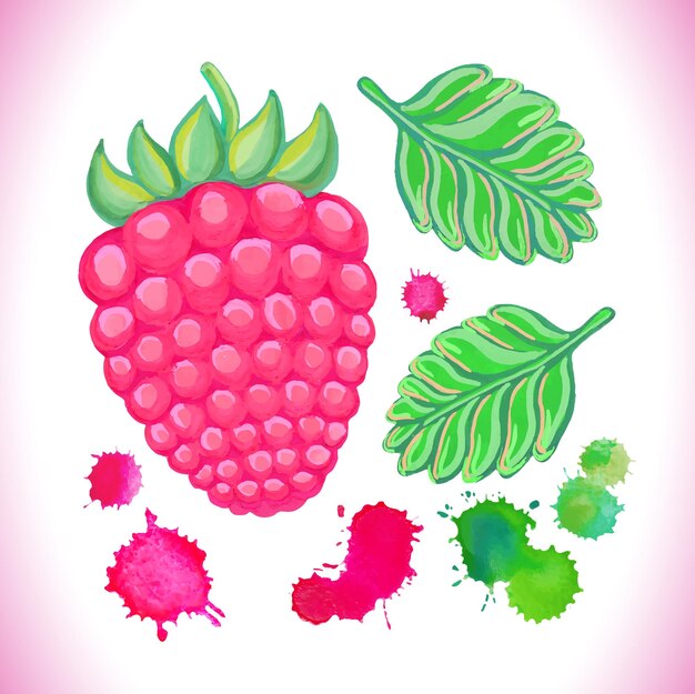 Vector hand painted raspberry