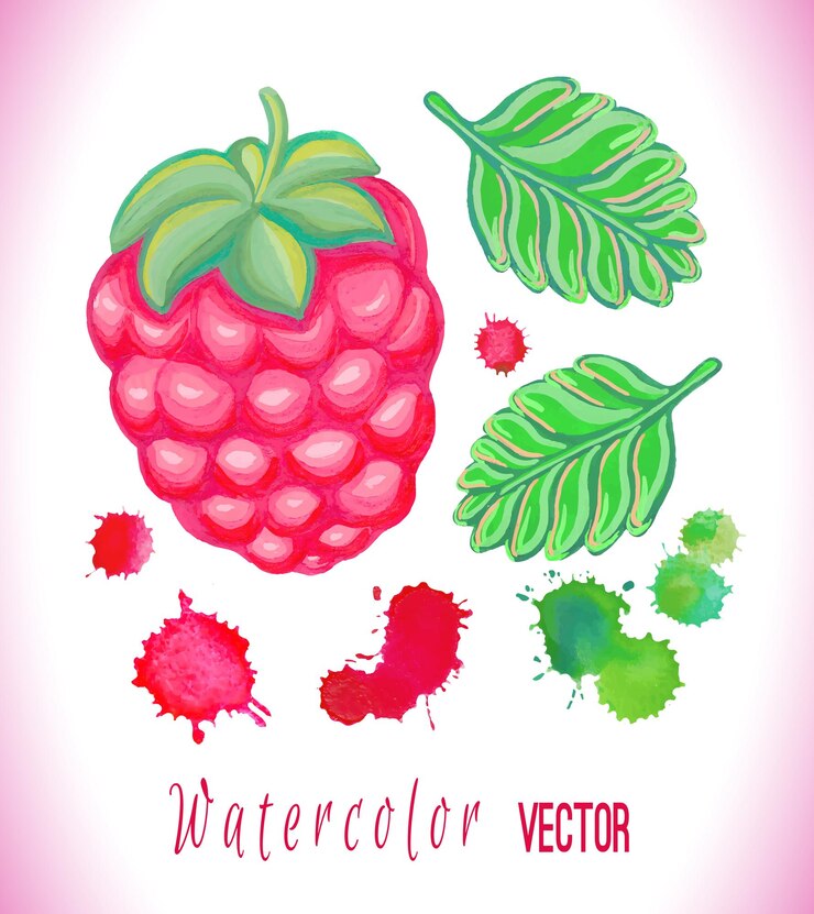 Vector hand painted raspberry