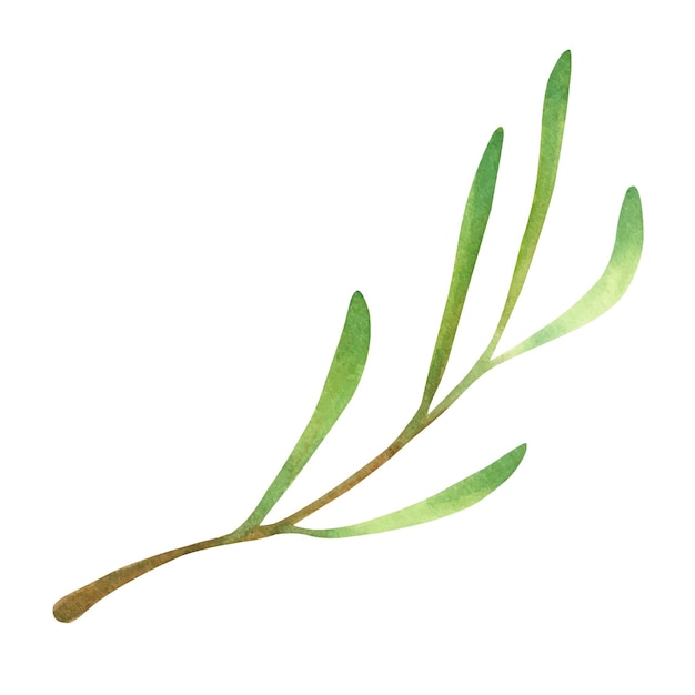 Hand painted watercolor illustration of olive branch isolated on a white background