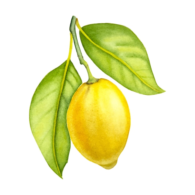 Premium Vector | Hand painted watercolor lemon branch