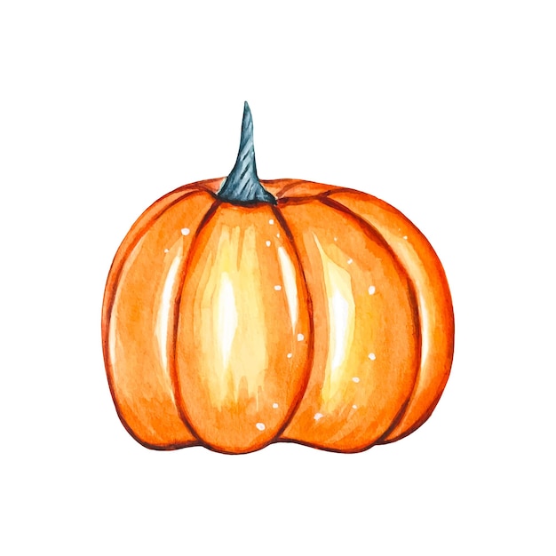 Hand painted watercolor pumpkin Botanical illustration