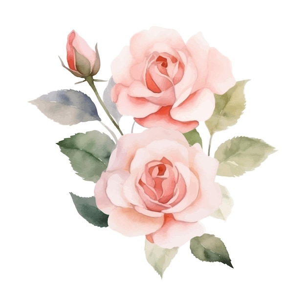 Hand painted watercolor roses clipart