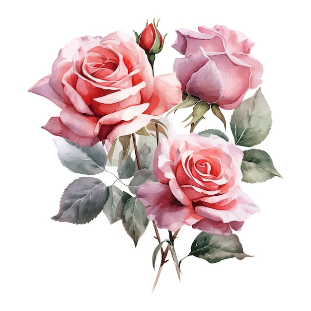 Hand painted watercolor roses clipart