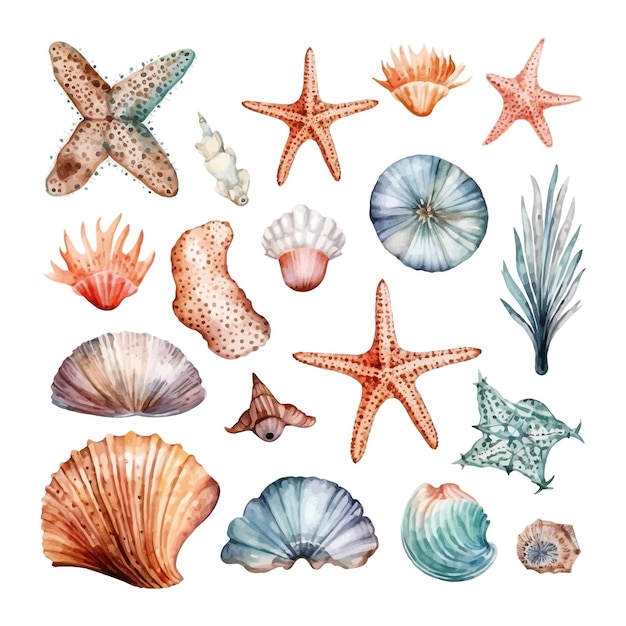 Vector hand painted watercolor seashells and starfishes corals hand drawn illustration