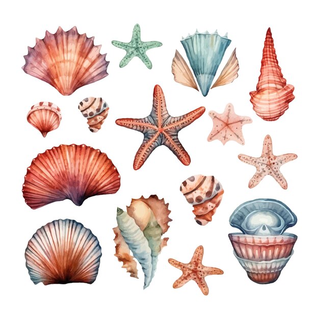 Hand painted watercolor seashells and starfishes corals Hand drawn illustration