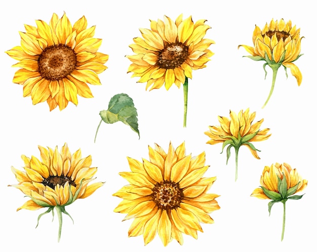 Hand painted Watercolor Sunflower Set Isolated