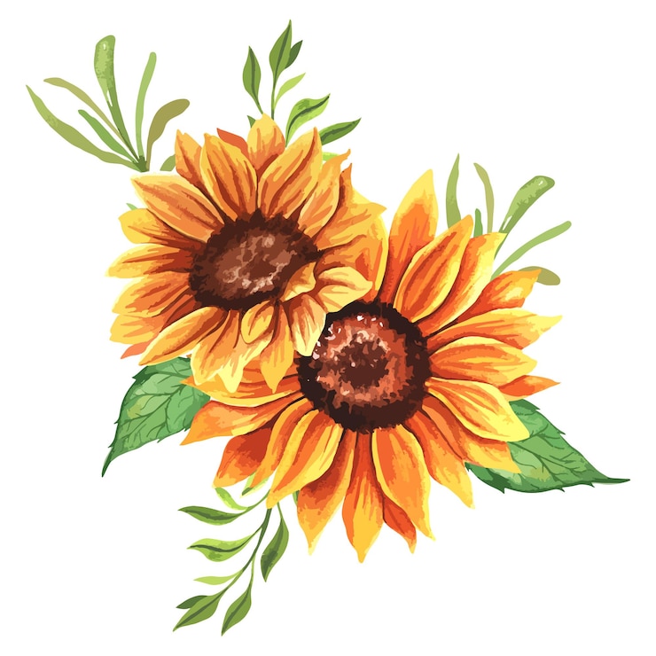 Vector hand painted watercolor sunflowers with leaves, floral botanical illustration