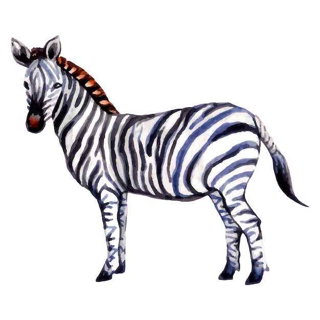 Vector hand painted watercolor zebra illustration.