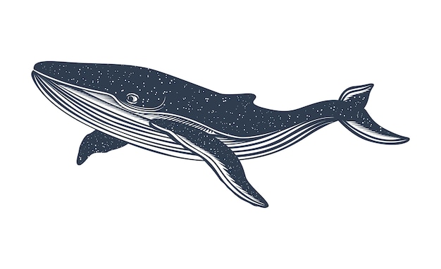 手描きのクジラ。クジラとザトウクジラ。