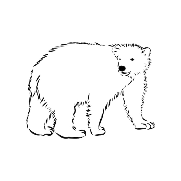 Hand sketch arctic polar bear. Vector illustration