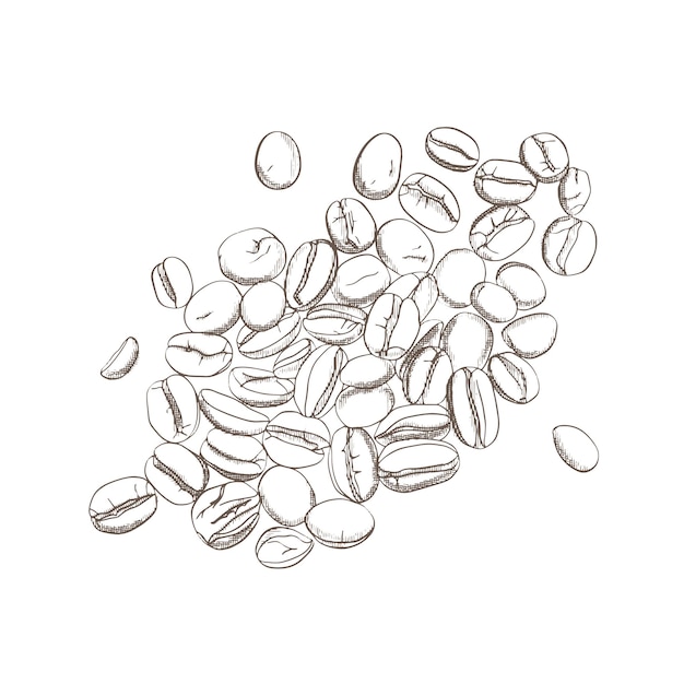 Hand sketch drawing coffee beans