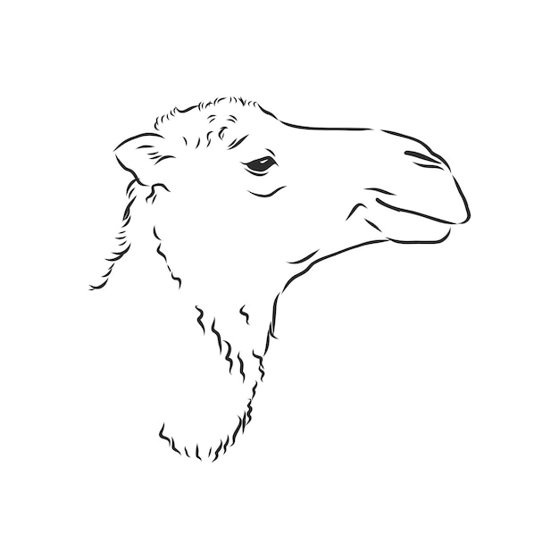 Hand sketch of the head of a camel. portrait of a camel, head of a camel, vector sketch illustration