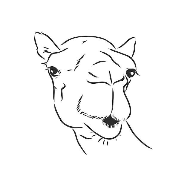 Schizzo a mano della testa di un cammello. ritratto di un cammello, testa di un cammello, illustrazione di schizzo vettoriale