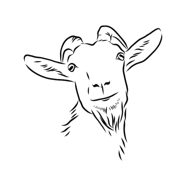 Hand sketch head of goat. Vector illustration