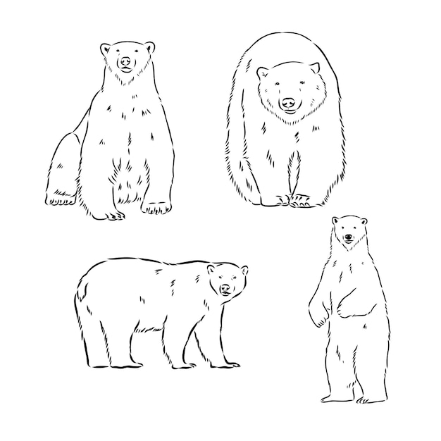 Vector hand sketch head of polar bear vector illustration