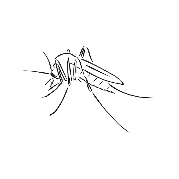 Hand sketch mosquito. vector illustration, mosquito, vector sketch illustration