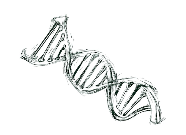 Hand sketch the structure of dna