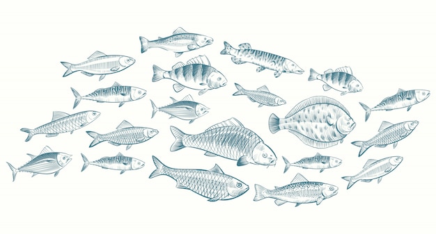 Illustrazione di pesce abbozzato a mano. banner di vita sottomarina per menu del ristorante