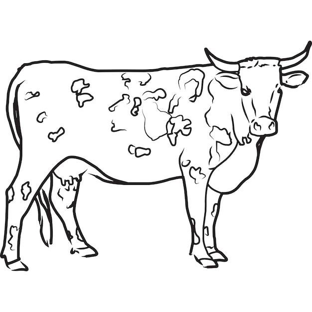 Vector hand sketched hand drawn florida cracker cow vector