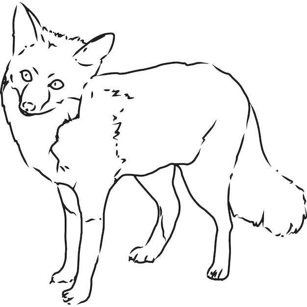Hand Sketched Hand Drawn Fox Vector