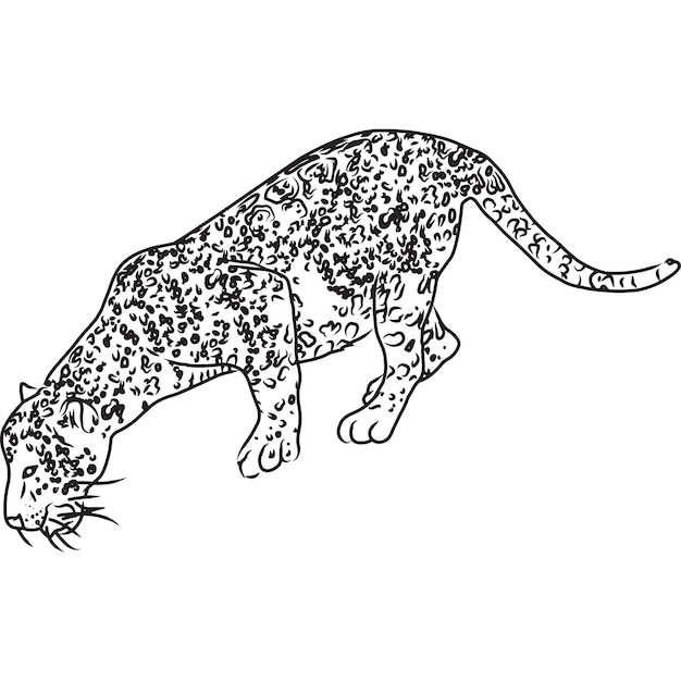 Vector hand sketched, hand drawn jaguar vector