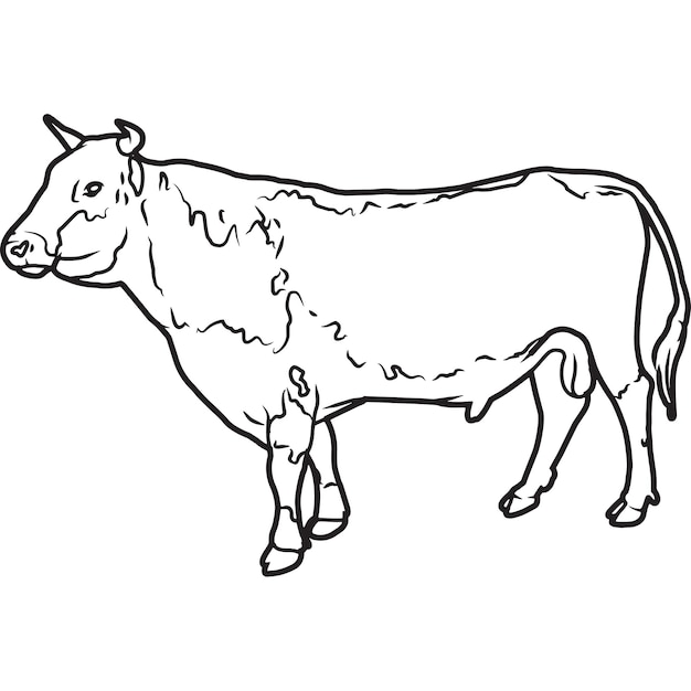 Vector hand sketched hand drawn randall bull vector