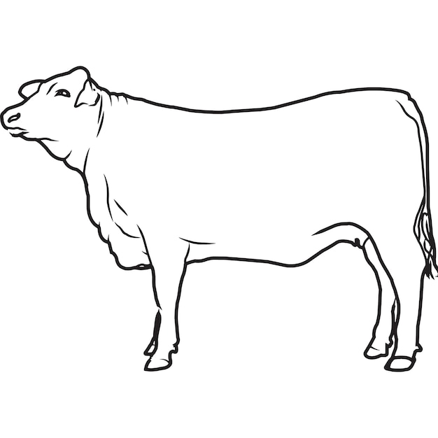 Hand Sketched Hand Drawn Red Brangus Cow Vector