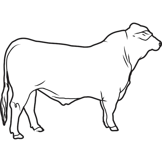 Hand Sketched Hand Drawn Simbrah Cow Vector