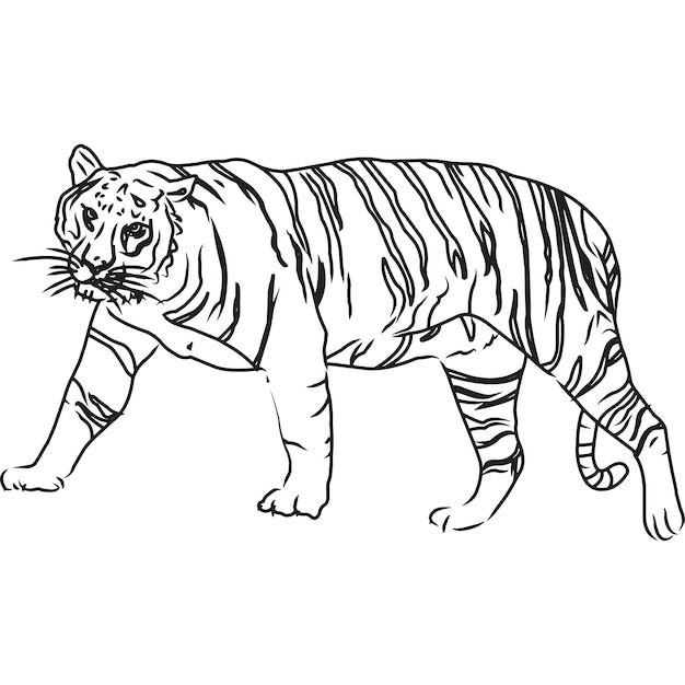 Vector hand sketched hand drawn tiger vector