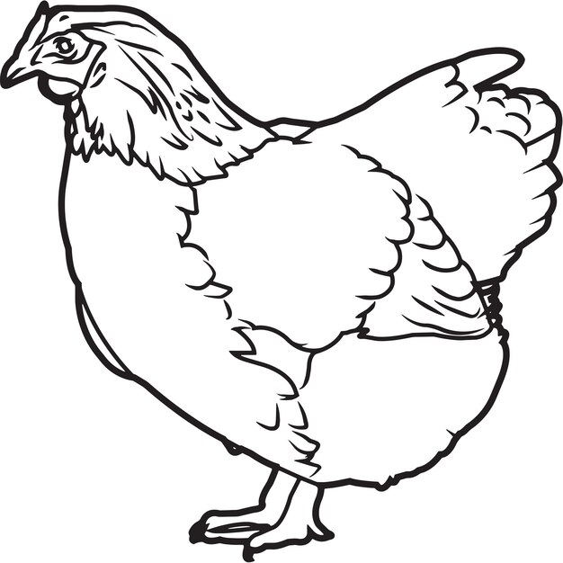 Hand sketched hand drawn wyandotte chicken vector