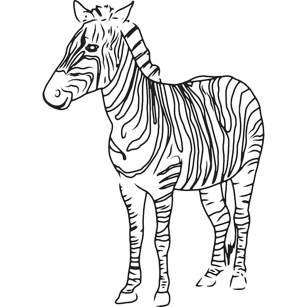 Vector hand sketched hand drawn zebra vector