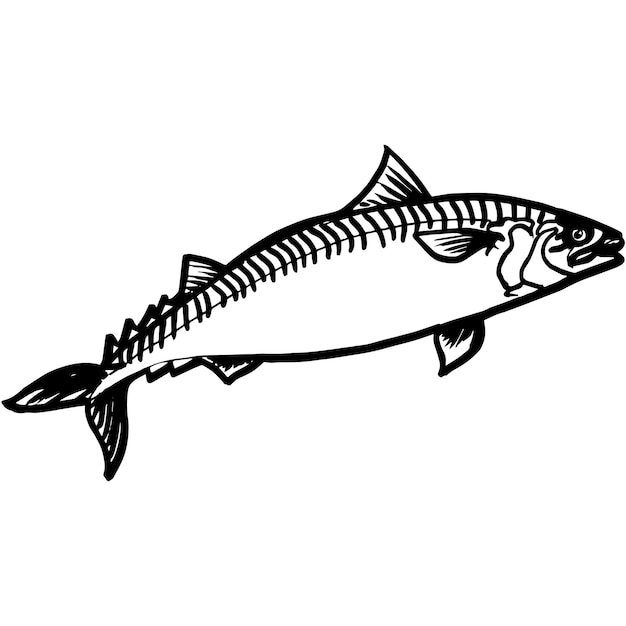 Hand Sketched Mackerel Fish Vector