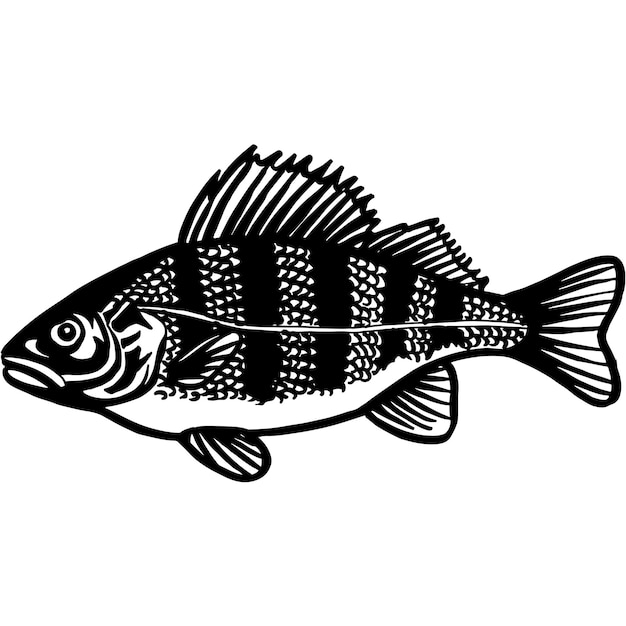 Hand Sketched Perch Fish Vector