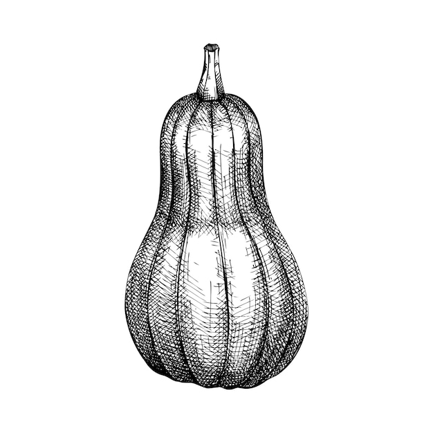 Illustrazione di zucca disegnata a mano. elemento del giorno del ringraziamento. schizzo del festival del raccolto autunnale. disegno a mano di zucca.