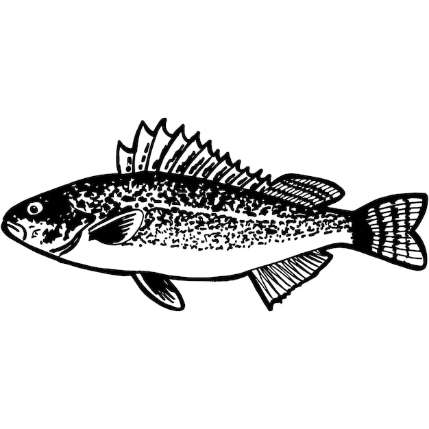 Hand Sketched Ruffle Fish Vector