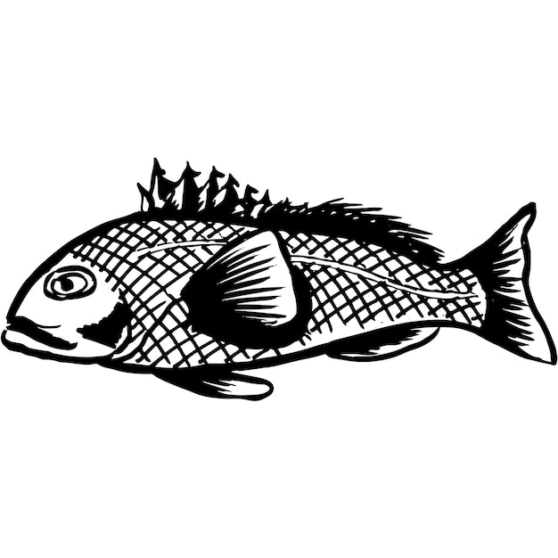 Vettore disegnato a mano del pesce della spigola