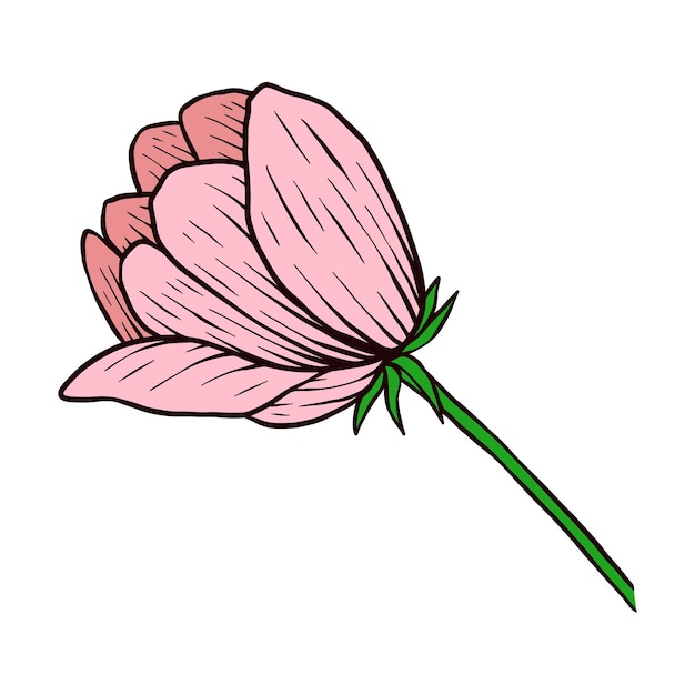 hand tekenen lelie botanische bloem bloemen blad laat vintage gravure vectorillustratie