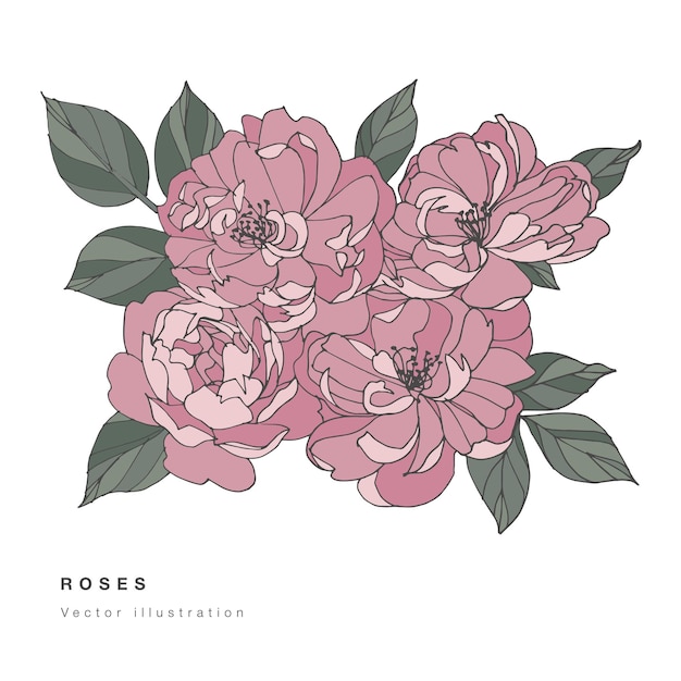 Hand tekenen roze roos bloemen illustratie vector