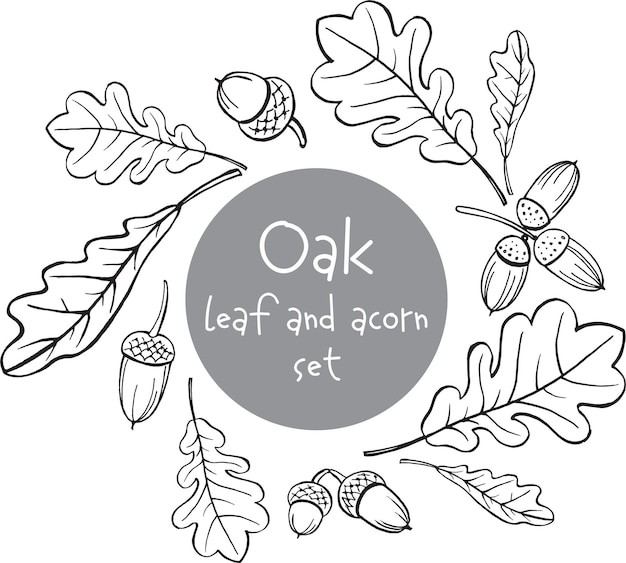 Hand tekenen set eikenbladeren en eikel zwart-wit schets Ideaal voor herfst illustratie