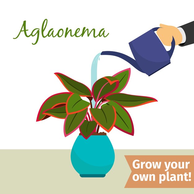 Hand water gevende aglaonema plant