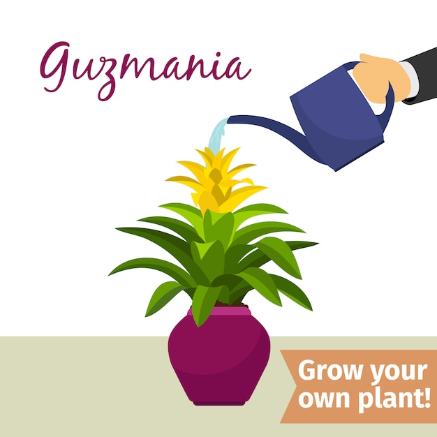 Hand water gevende guzmania plant