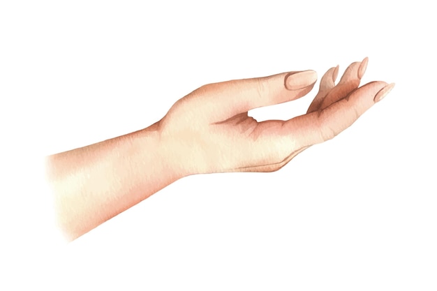 Vector hand of a white woman palm side view with long nails of neutral natural skin color hand drawn watercolor illustration element isolated from background