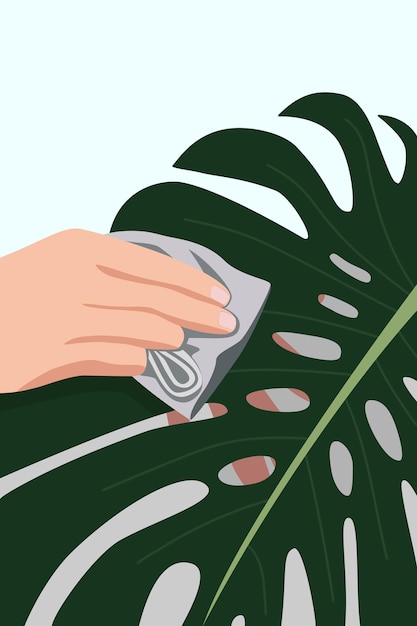 a hand wiping dust with a napkin from the huge leaves of the monstera plant